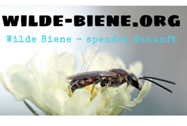 Wildbienenfreundliche Bepflanzung