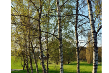 Protest gegen Baumfällung